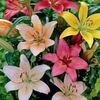 lily_petals
